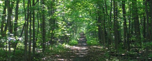 Photo du site patrimonial du Bois de Saraguay
